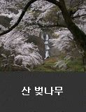 산 벚나무 